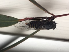 Atrapsalta furcilla