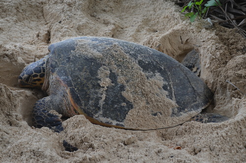 Hawksbill turtle