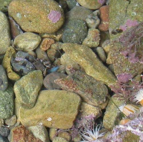 Edwardsia neozelanica