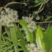 Miconia pusilliflora - Photo (c) Liu Idárraga Orozco, algunos derechos reservados (CC BY-NC), subido por Liu Idárraga Orozco