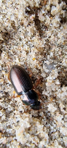 Metallic Harpalus, 6708 DE Wageningen, Netherlands, photo 7 of 10