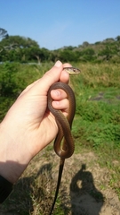 Psammophis mossambicus