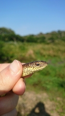 Psammophis mossambicus