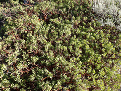 Arctostaphylos nevadensis