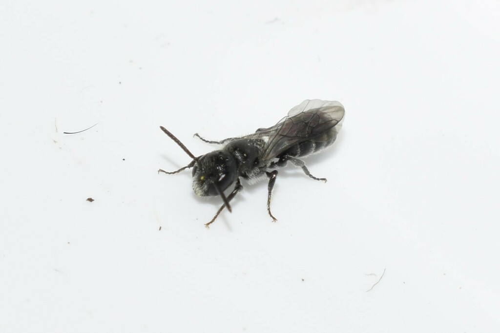 Chelostoma longifacies