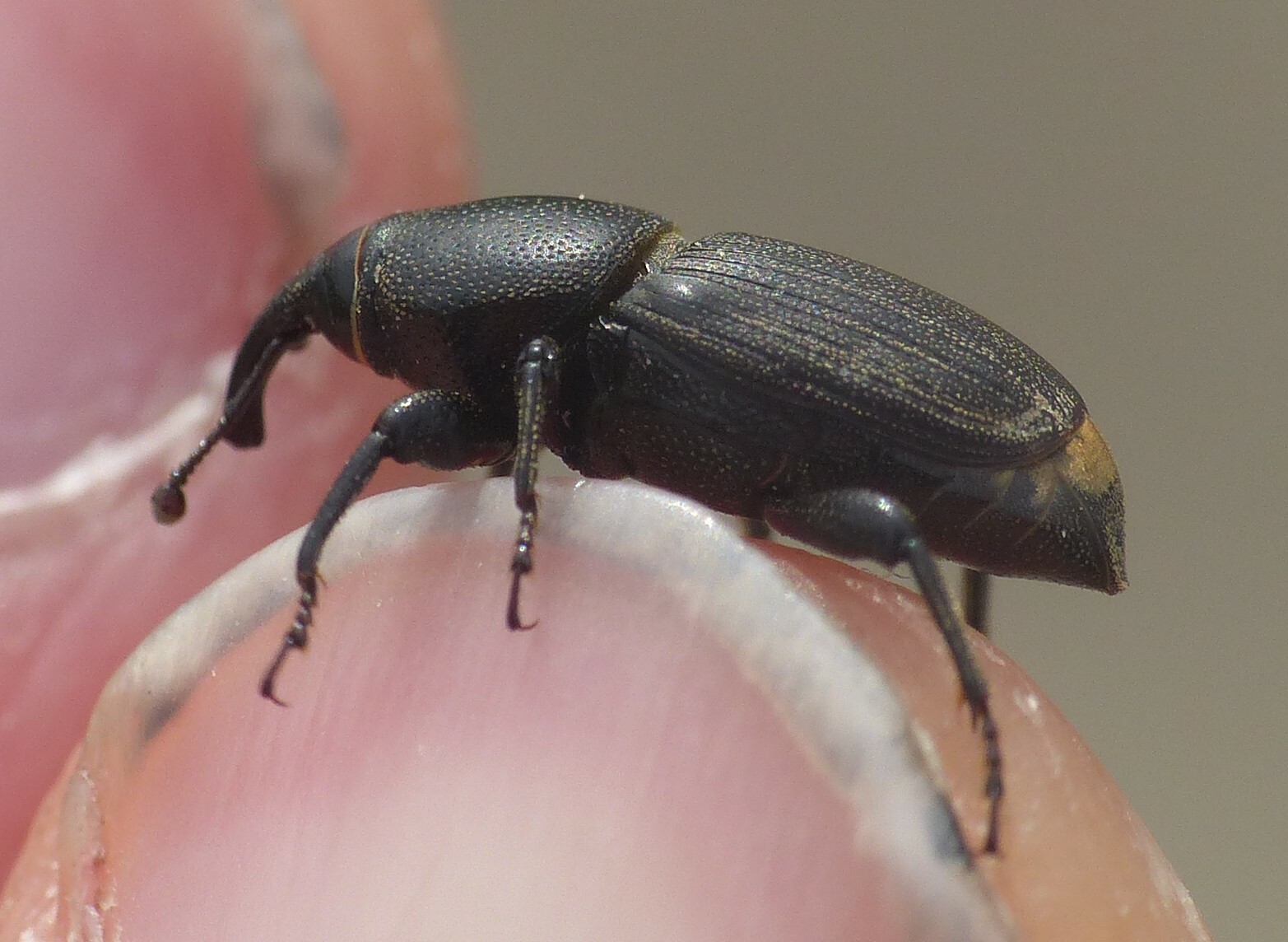 Sphenophorus striatopunctatus (J.A.E.Goeze, 1777)