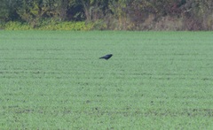 Corvus corone