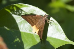 Astraptes