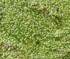 Lemna aequinoctialis