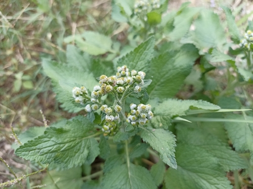 Dichrocephala integrifolia iNat (1)