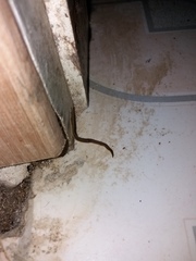 Luteostriata abundans