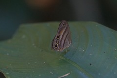 Cissia myncea