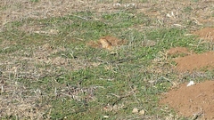Geomys bursarius