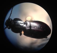 Pterostichus pensylvanicus