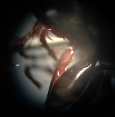 Pterostichus pensylvanicus