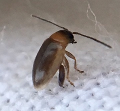 Longitarsus dorsalis