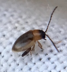 Longitarsus dorsalis