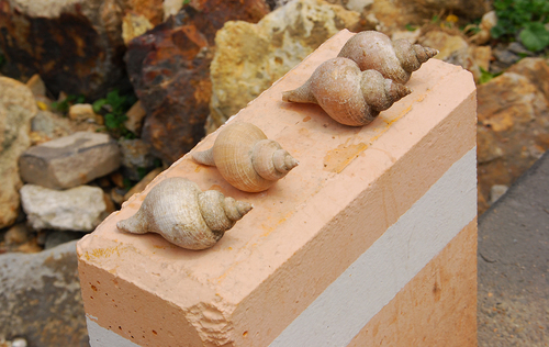 Neptunea constricta, 2010-08-02