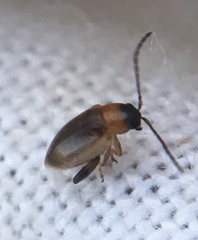 Longitarsus dorsalis