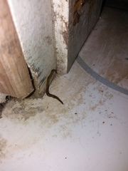 Luteostriata abundans