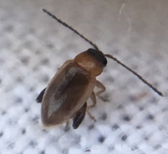 Longitarsus dorsalis