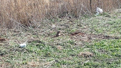 Geomys bursarius