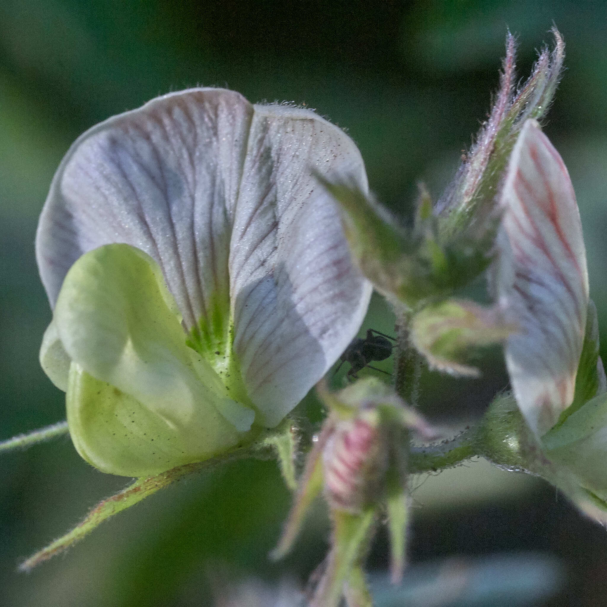Coursetia caribaea var. caribaea