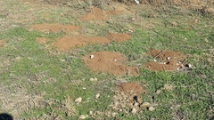Geomys bursarius