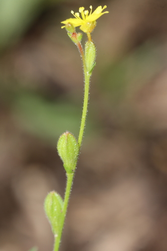 Image of Oenothera linifolia by (c) Rich Sommer, some rights reserved (CC BY)