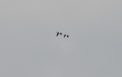 Alopochen aegyptiaca