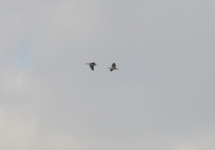 Alopochen aegyptiaca