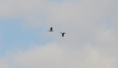 Alopochen aegyptiaca