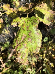 Cercospora moricola