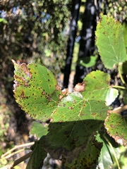 Cercospora moricola