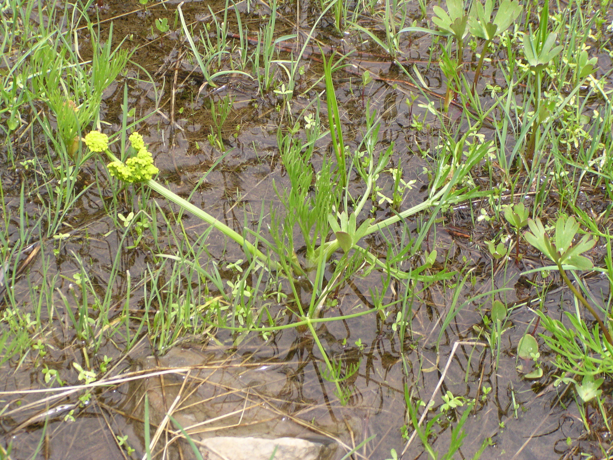 Lomatium bicolor