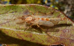 Chironomus crassicaudatus