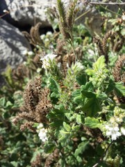 Phacelia rupestris