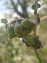 Asclepias elata