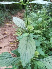 Hyptis capitata