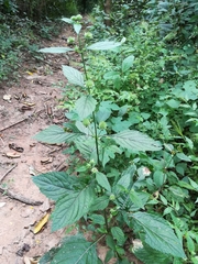Hyptis capitata