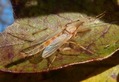 Chironomus crassicaudatus