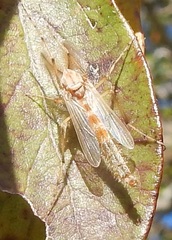 Chironomus crassicaudatus