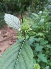 Hyptis capitata