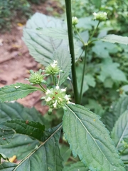 Hyptis capitata