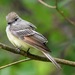 Great Crested Flycatcher - Photo (c) Keep a goin', some rights reserved (CC BY-SA)
