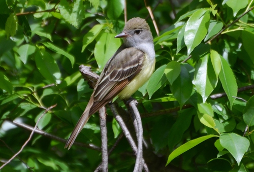 Great Crested Flycatcher