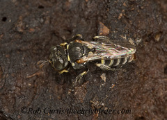 Oxybelus emarginatus