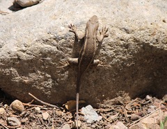 Sceloporus virgatus