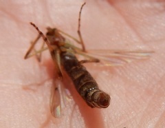 Chironomus crassicaudatus