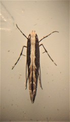 Parectopa alysidota
